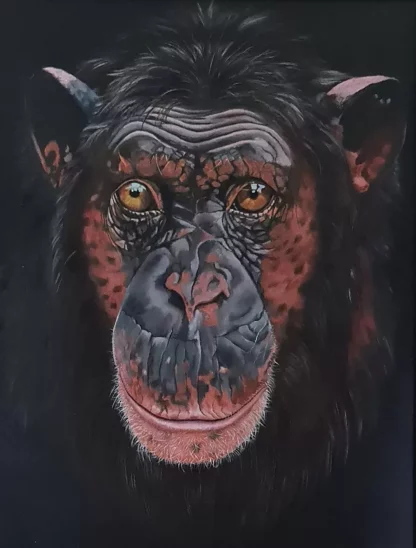 Captivating chimp