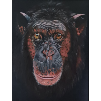 Captivating chimp (Print)