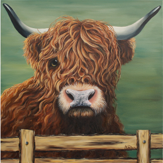 Highland cow